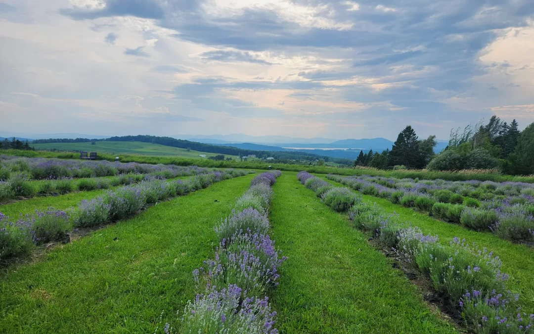 Discover the Hidden Gems and Flavors of Memphré: A Day Trip Adventure